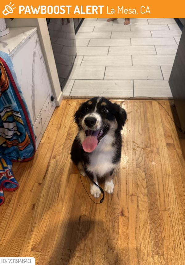 Found/Stray Female Dog last seen Calavo Dr, La Mesa, CA 91941