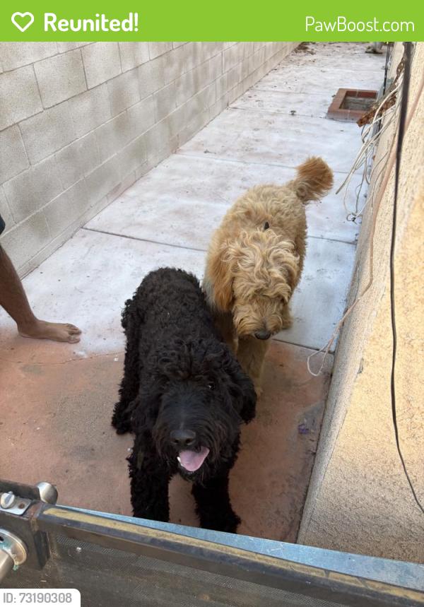 Reunited Female Dog last seen Genoa St, Los Angeles, CA 91342, USA, Los Angeles, CA 91342