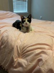 Reunited Female Cat last seen Near little Mohican Dr, Fort Worth, TX 76179