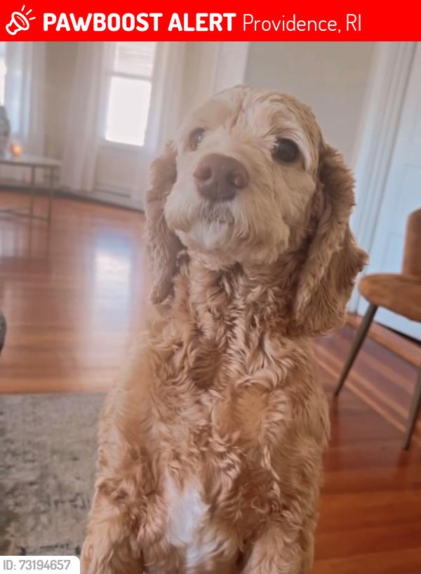 Lost Female Dog last seen Prairie Ave and Reynolds Ave, Providence, RI 02905