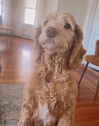 Lost Female Dog last seen Prairie Ave and Reynolds Ave, Providence, RI 02905