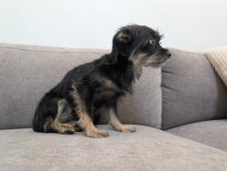 Lost Female Dog last seen Sothern and Dobson, Mesa, AZ 85202