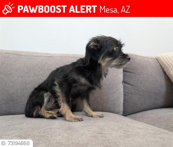 Lost Female Dog last seen Sothern and Dobson, Mesa, AZ 85202