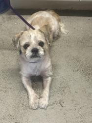 Reunited Male Dog last seen N Central ave and W Fullerton, Chicago, IL 60639