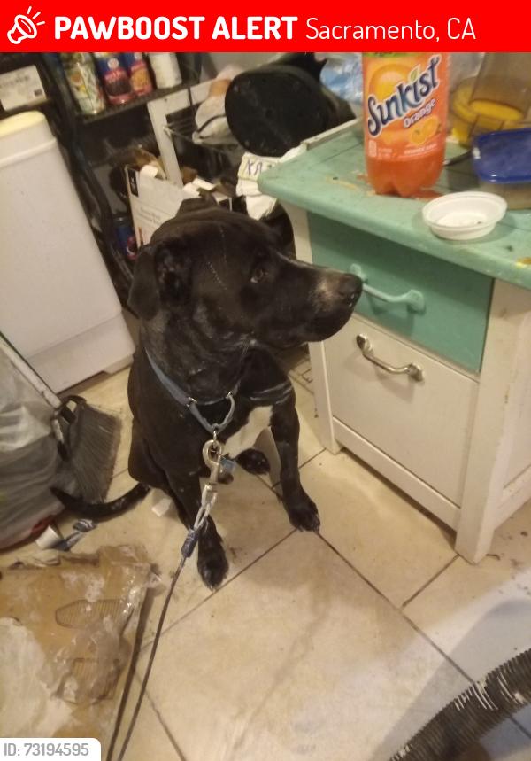 Lost Male Dog last seen Ford and taylor, Sacramento, CA 95838