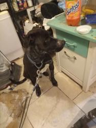 Lost Male Dog last seen Ford and taylor, Sacramento, CA 95838