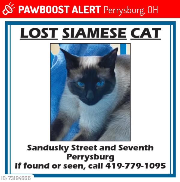 Lost Female Cat last seen Sanduskey & Seventh Perrysburg, Perrysburg, OH 43551