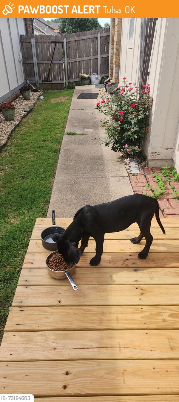 Found/Stray Male Dog last seen 61st and mingo, Tulsa, OK 74133