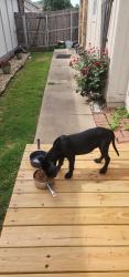 Found/Stray Male Dog last seen 61st and mingo, Tulsa, OK 74133