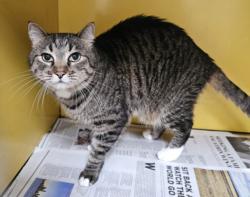 Shelter Stray Female Cat last seen , 3201 Lacy St, Los Angeles, CA 90031, USA