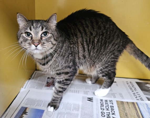 Shelter Stray Female Cat last seen , 3201 Lacy St, Los Angeles, CA 90031, USA