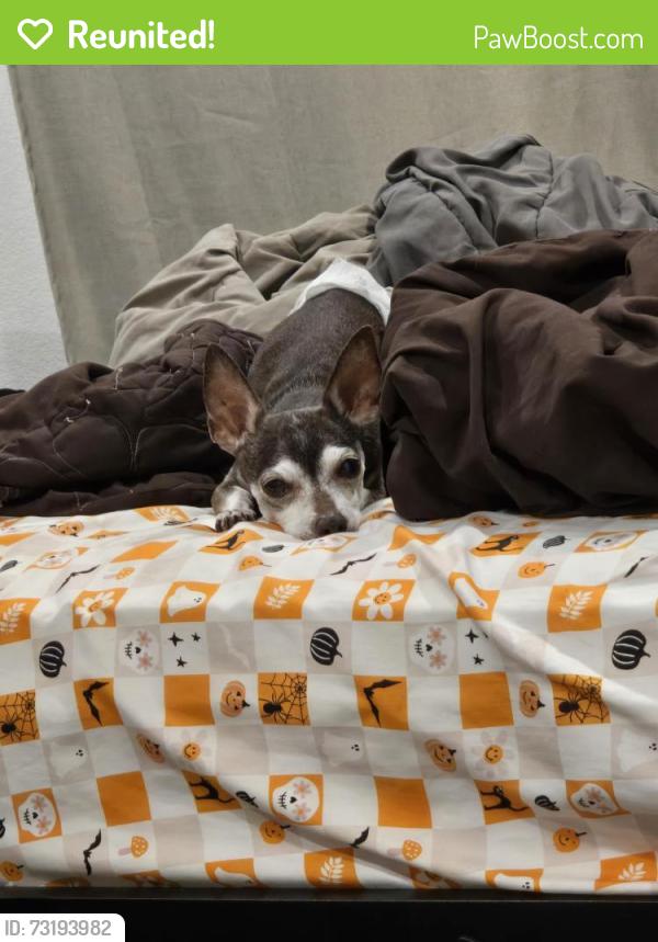 Reunited Male Dog last seen Oqendo and Trail Roundup, Las Vegas Valley, NV 89118