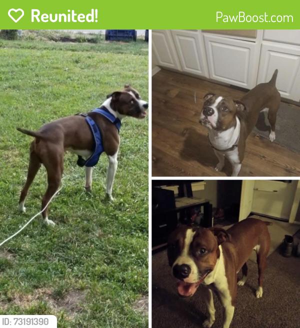 Reunited Male Dog last seen Leonard/ Sweet St. NE, Grand Rapids, MI 49505