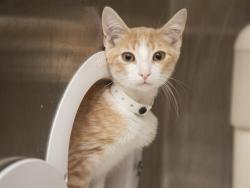 Shelter Stray Male Cat last seen NOT PROVIDED, 5501 E Van Buren St, Phoenix, AZ 85008, USA
