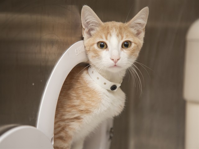 Shelter Stray Male Cat last seen NOT PROVIDED, 5501 E Van Buren St, Phoenix, AZ 85008, USA
