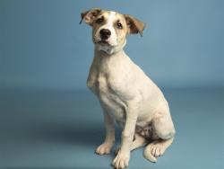 Shelter Stray Female Dog last seen CAMPBELL AVE/16TH ST, 5501 E Van Buren St, Phoenix, AZ 85008, USA