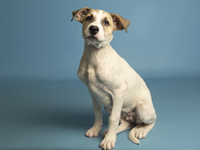 Shelter Stray Female Dog last seen CAMPBELL AVE/16TH ST, 5501 E Van Buren St, Phoenix, AZ 85008, USA
