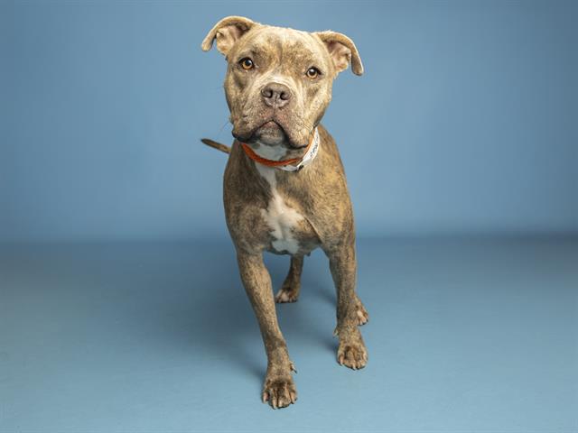 Shelter Stray Female Dog last seen 22ND ST / ADAMS, 5501 E Van Buren St, Phoenix, AZ 85008, USA