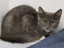 Shelter Stray Male Cat last seen Near BLOCK W IRWIN AVE, 5501 E Van Buren St, Phoenix, AZ 85008, USA