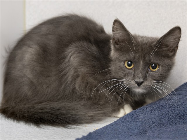Shelter Stray Male Cat last seen Near BLOCK W IRWIN AVE, 5501 E Van Buren St, Phoenix, AZ 85008, USA