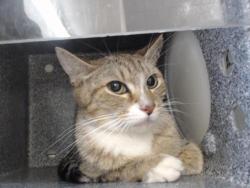 Shelter Stray Female Cat last seen , 2769 Conroy Rd, Orlando, FL 32839, USA