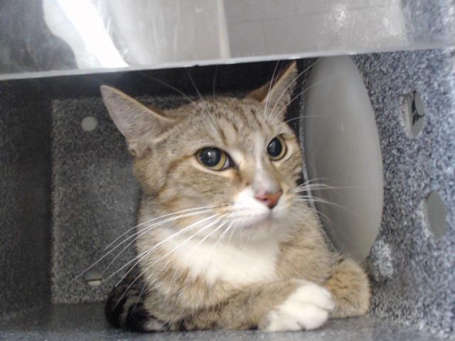 Shelter Stray Female Cat last seen , 2769 Conroy Rd, Orlando, FL 32839, USA