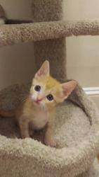 Shelter Stray Male Cat last seen CHARLOTTE, 8315 Byrum Dr, Charlotte, NC 28217, USA