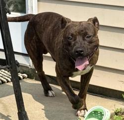 Shelter Stray Male Dog last seen CHARLOTTE, 8315 Byrum Dr, Charlotte, NC 28217, USA