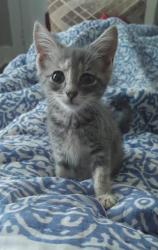 Shelter Stray Female Cat last seen CHARLOTTE, 8315 Byrum Dr, Charlotte, NC 28217, USA
