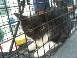 Shelter Stray Female Cat last seen CHARLOTTE, 8315 Byrum Dr, Charlotte, NC 28217, USA