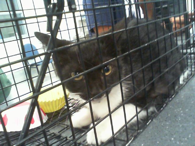 Shelter Stray Female Cat last seen CHARLOTTE, 8315 Byrum Dr, Charlotte, NC 28217, USA