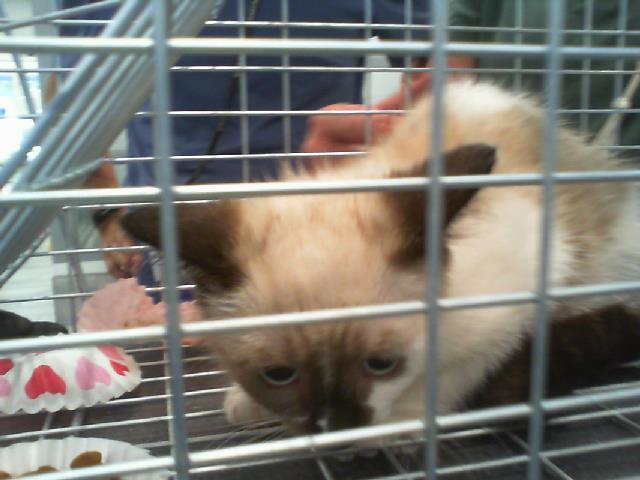 Shelter Stray Female Cat last seen CHARLOTTE, 8315 Byrum Dr, Charlotte, NC 28217, USA