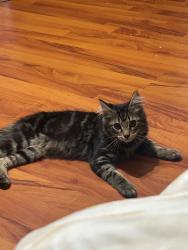 Lost Male Cat last seen Long hill, Pilot Mountain, NC 27041