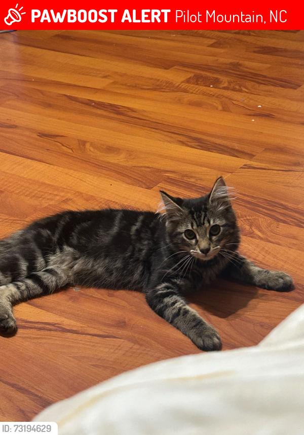 Lost Male Cat last seen Long hill, Pilot Mountain, NC 27041