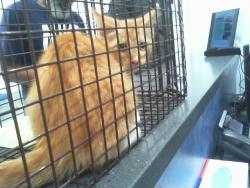 Shelter Stray Male Cat last seen CHARLOTTE, 8315 Byrum Dr, Charlotte, NC 28217, USA