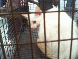 Shelter Stray Male Cat last seen CHARLOTTE, 8315 Byrum Dr, Charlotte, NC 28217, USA