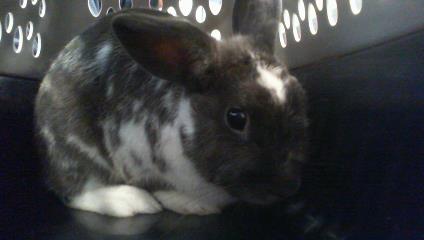 Shelter Stray Male Other last seen CHARLOTTE, 8315 Byrum Dr, Charlotte, NC 28217, USA