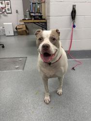 Shelter Stray Female Dog last seen Near, 2600 S Harding St, Indianapolis, IN 46221, USA