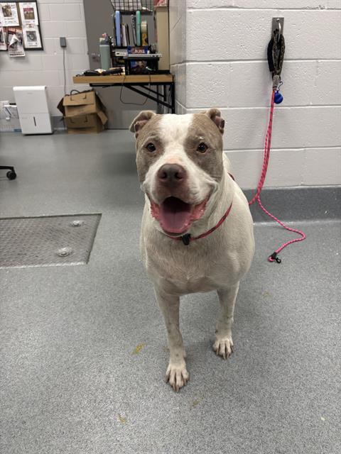 Shelter Stray Female Dog last seen Near, 2600 S Harding St, Indianapolis, IN 46221, USA