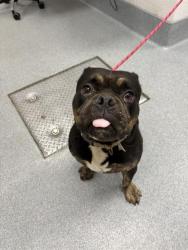Shelter Stray Male Dog last seen Near, 2600 S Harding St, Indianapolis, IN 46221, USA
