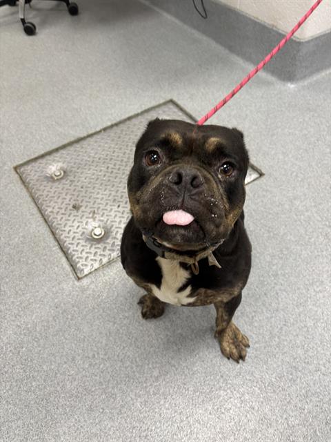 Shelter Stray Male Dog last seen Near, 2600 S Harding St, Indianapolis, IN 46221, USA