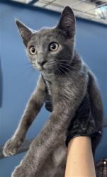 Shelter Stray Male Cat last seen PARKING STRUCTURE, 333 Chandler Pl, San Bernardino, CA 92408, USA