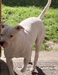 Reunited Male Dog last seen Kieth harrow, Houston, TX 77084