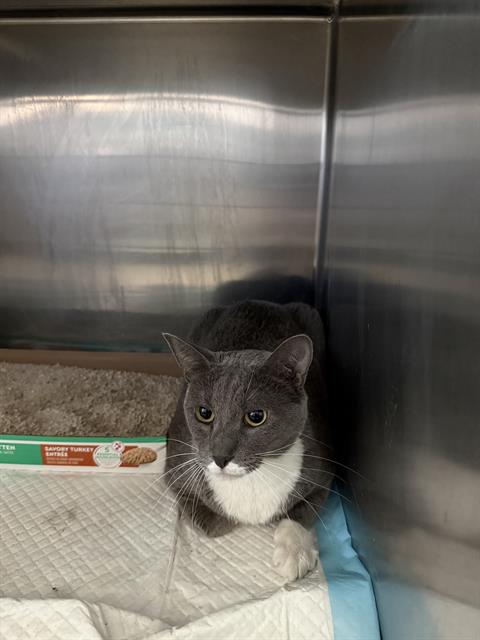 Shelter Stray Female Cat last seen Near BLK CALIFORNIA AV BAKERSFIELD,CA, 201 S Mt Vernon Ave, Bakersfield, CA 93307, USA