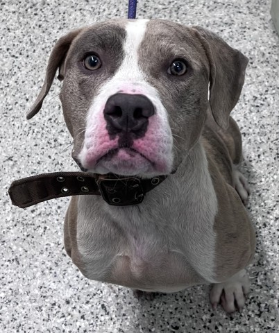 Shelter Stray Male Dog last seen Near BLOCK 25TH ST, DETROIT MI 48208, 7401 Chrysler Dr, Detroit, MI 48211, USA
