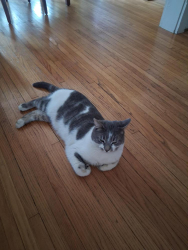 Reunited Male Cat last seen Girard Ave by Wyo High School, Wyomissing, PA 19610