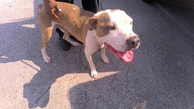 Shelter Stray Male Dog last seen Near BLOCK MASTIN LAKE WAY, 4950 SW Triana Blvd, Huntsville, AL 35805, USA