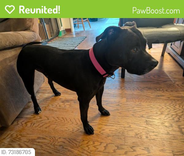 Reunited Male Dog last seen In Fairmont Terrace Park, San Leandro, CA 94578