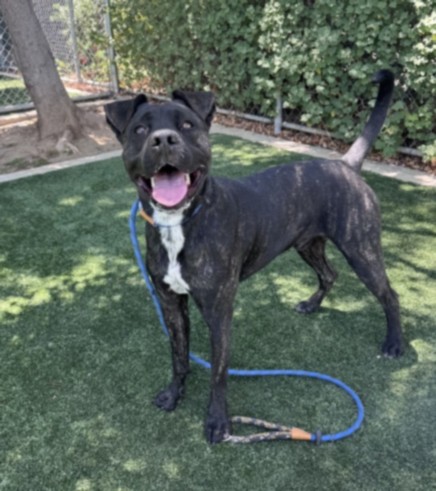 Shelter Stray Male Dog last seen , West Valley Animal Shelter, 20655 Plummer St, Chatsworth, CA 91311, USA