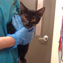 Shelter Stray Female Cat last seen Near BLOCK S BROADWAY, DENVER CO 80210, 1241 W Bayaud Ave, Denver, CO 80223, USA